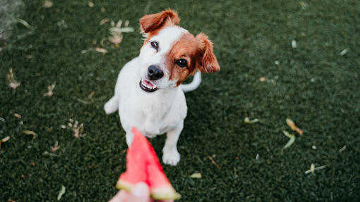 Can Dogs Eat Watermelon Read Before You Feed Purina